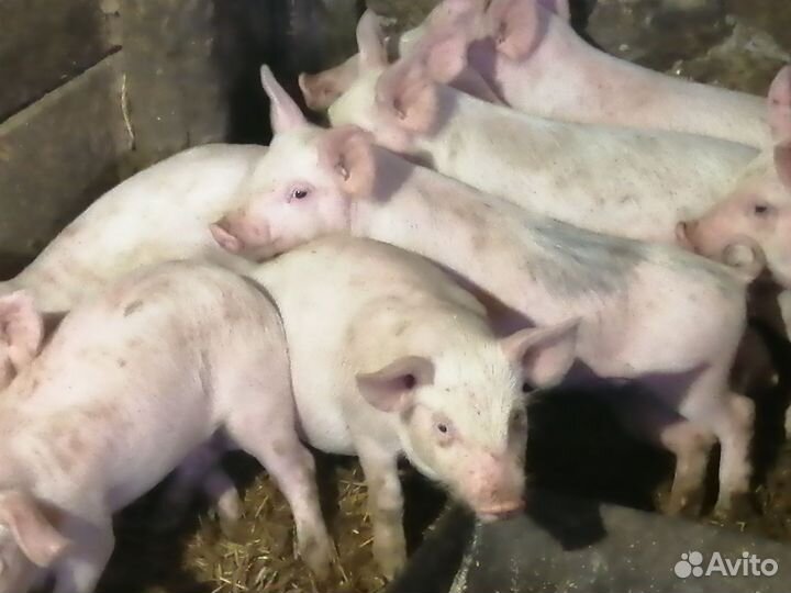 Поросята