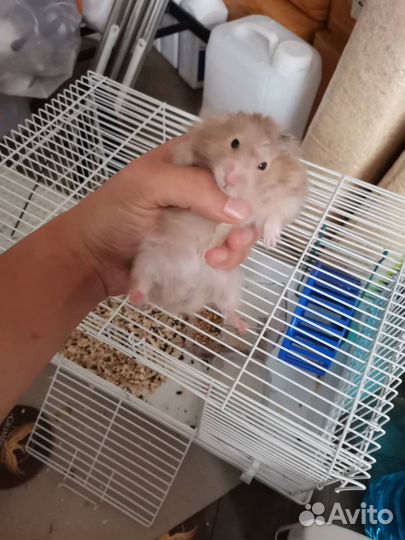 Сирийский хомяк