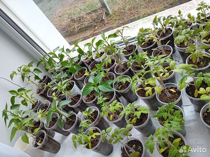 Рассада помидор, сладкого перца