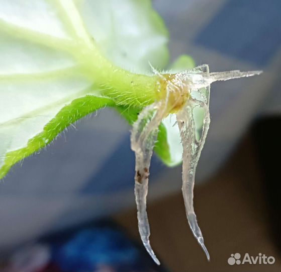 Фиалки сортовые