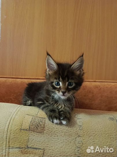 Котята мейн-кун