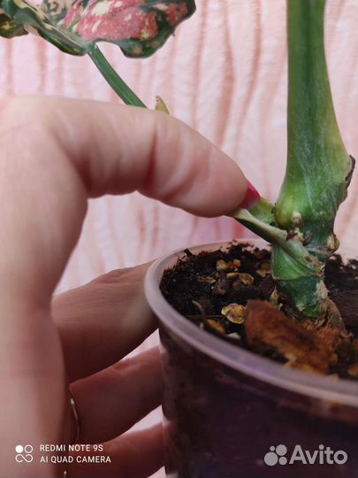 Аглаонема Tricolor