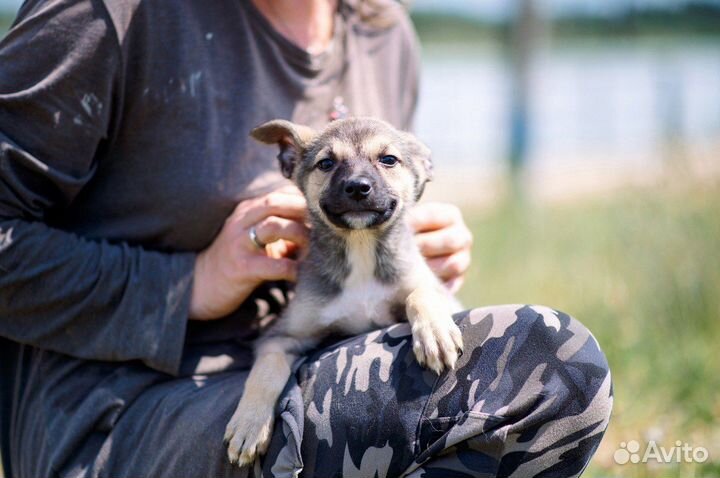 Щенок Бетти ищет дом