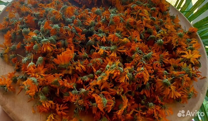 Календула сушеная. Соцветия календулы. Сбор 2023