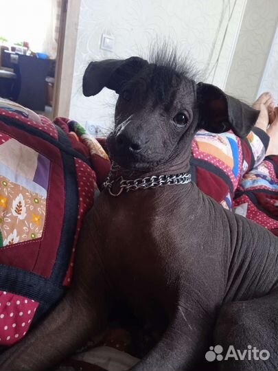 Вязка Ксолоинцкуинтли