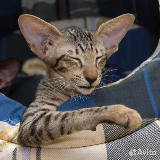 Ориентальные котята