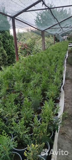 Туи смарагд