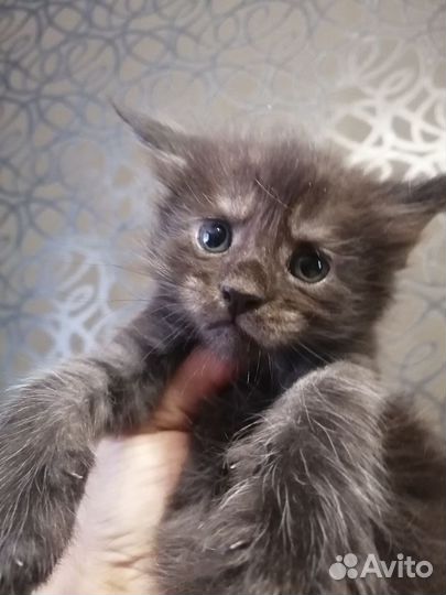 Котята мейн-кун