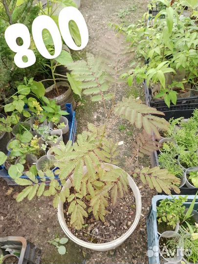 Альбиция ленкоранская