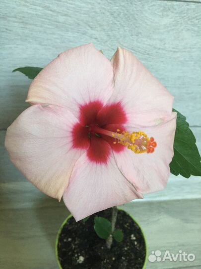 Гибискус розовый
