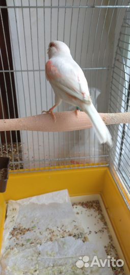 Кенара и канарейки