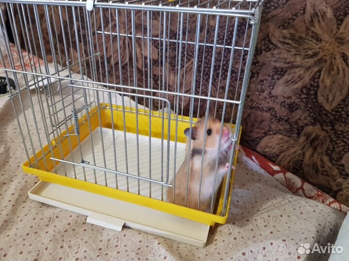 Клетка с хомячком