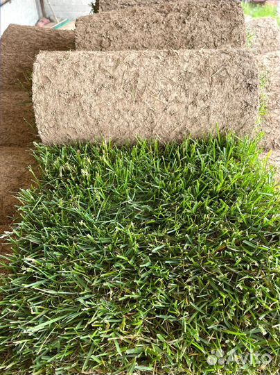 Рулонный газон