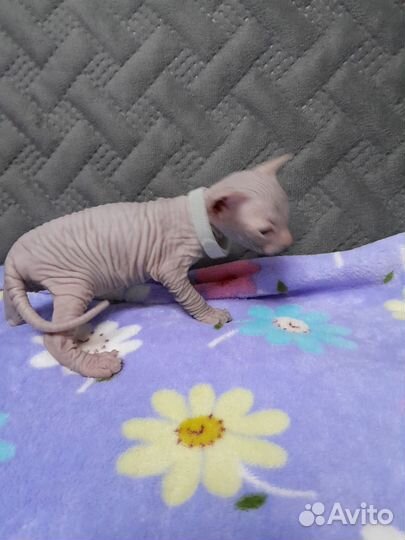 Канадский сфинкс