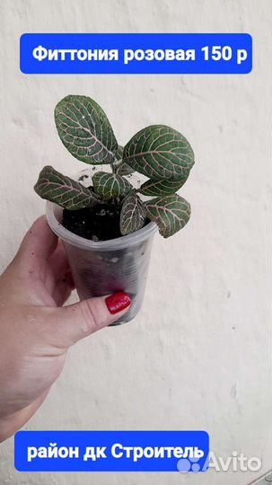 Комнатные растения