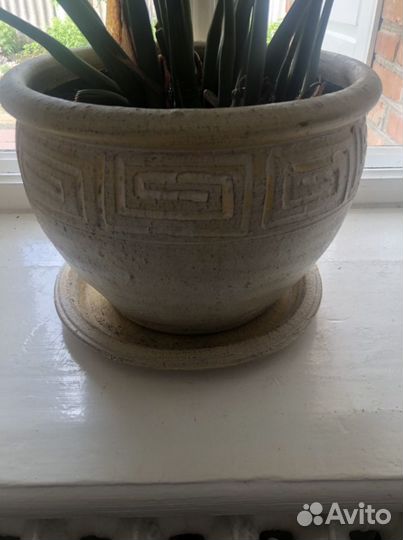 Живые цветы в горшках