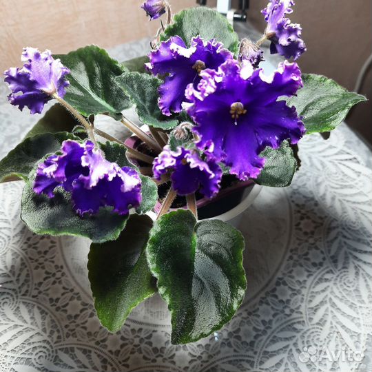 Фиалки сортовые