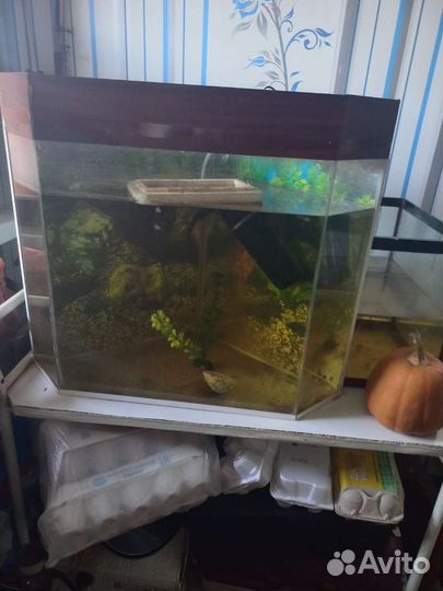 Аквариум