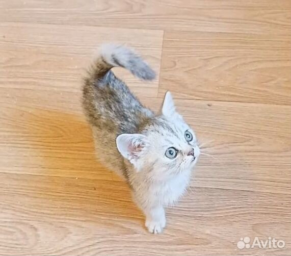 Британский Котенок