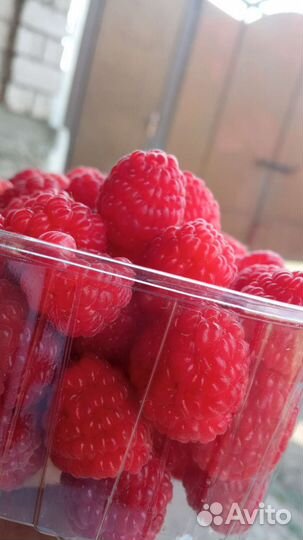 Саженцы малина палана