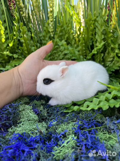 Мини кролики ручные карлики