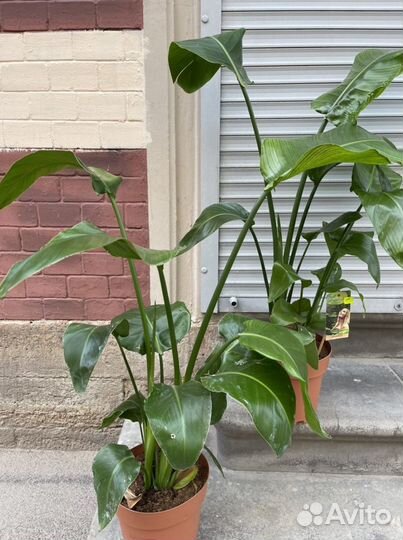 Стрелиция николая