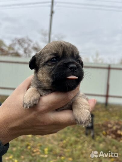 Щенки метисы Цвергшнауцера