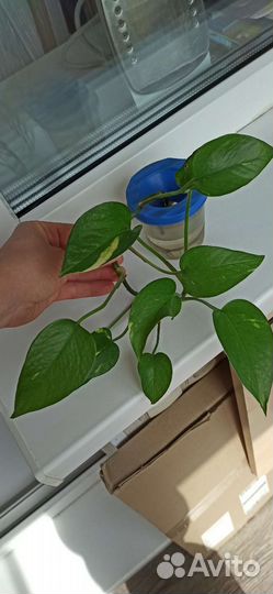 Сциндапсус лиана домашняя