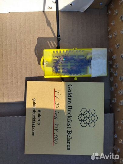 Матки, карника и бакфаст, пчелопакеты