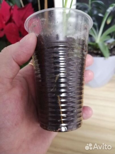 Хамедорея элеганс