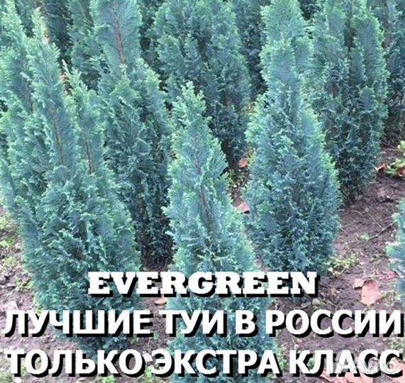 Туя западная