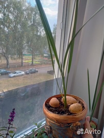 Финиковая пальма