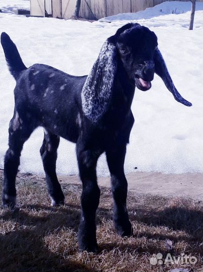 Козы камори / нубийские