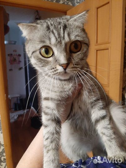 Отдам кота в добрые руки