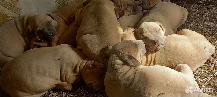 Американский булли xl щенки