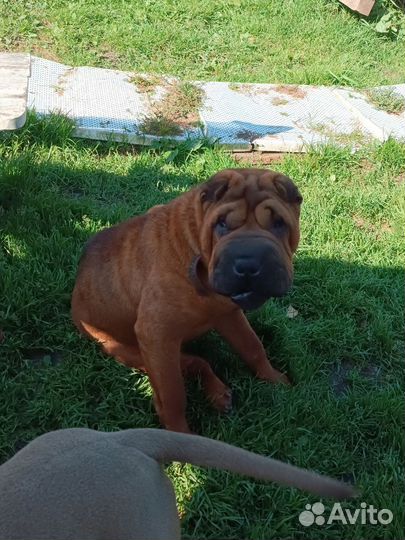 Шарпей в добрые руки