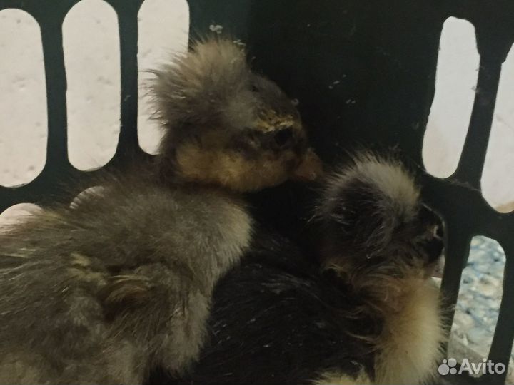 Бройлер, Индюшата, цыплята, утята, гусята