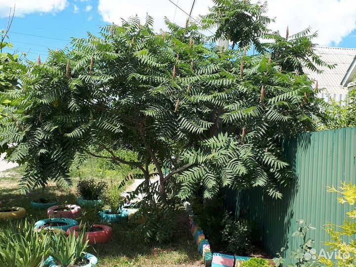 Сумах оленерогий или уксусное дерево