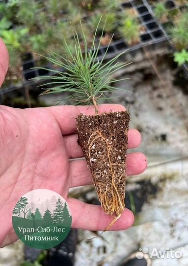 Сосна зкс окс сеянцы Ель Лиственница Голуб Горная