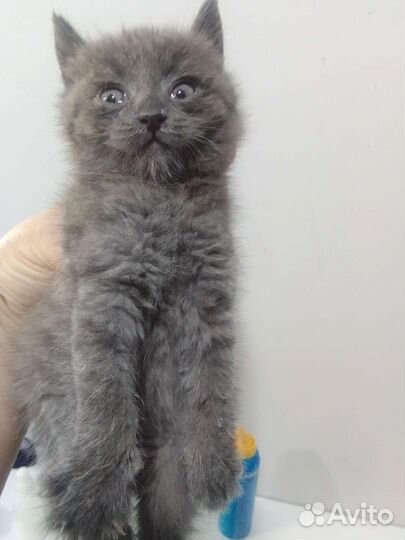 Котенок, мальчик