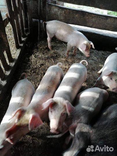 Продаются поросята