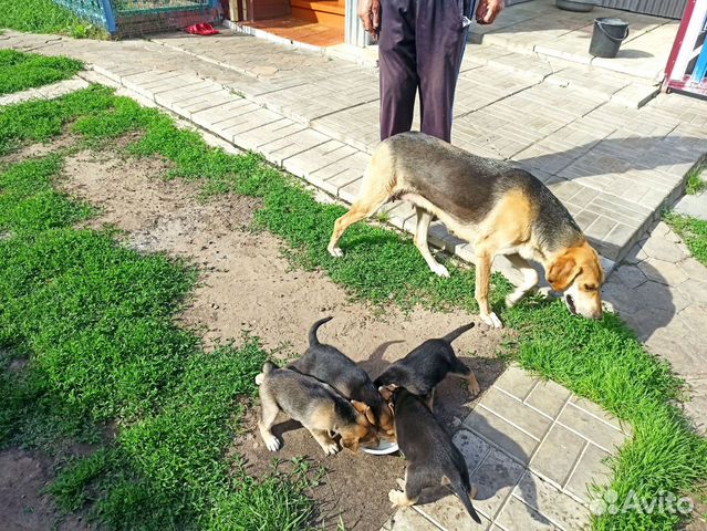 Собаки щенки русская гончая