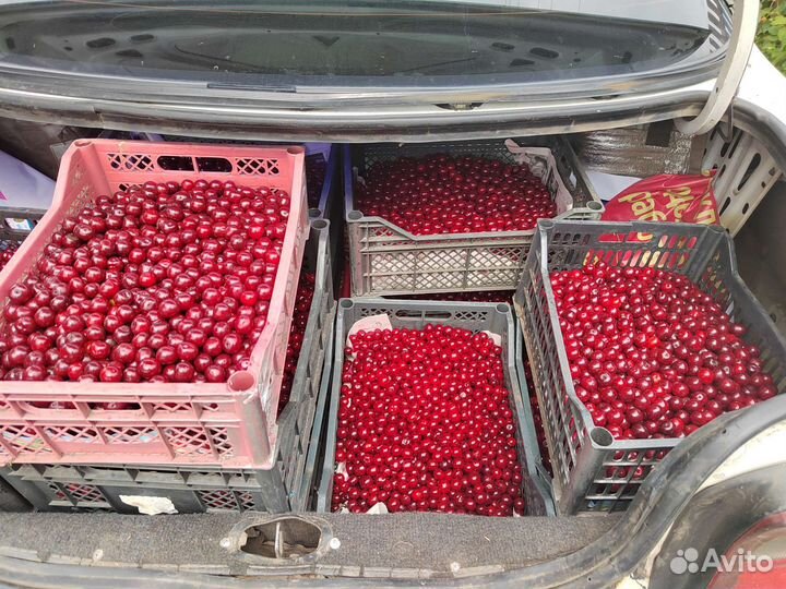 Вишня ягода свежая алтайская домашняя