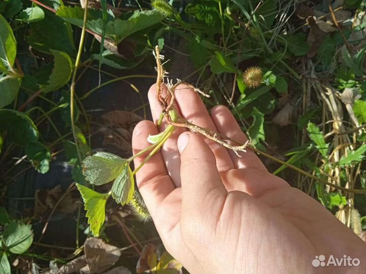 Рассада клубники брила