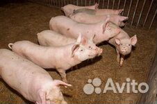Домашние поросята