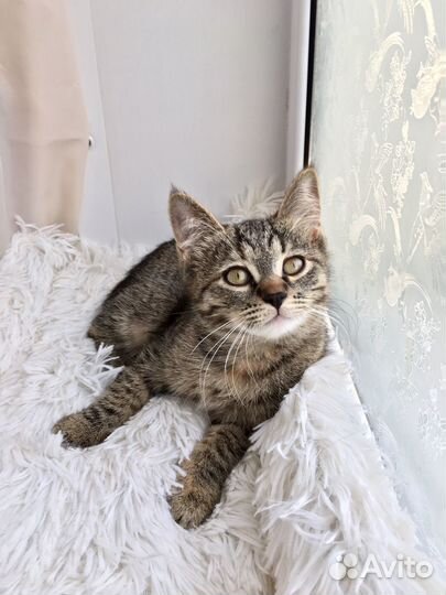 Котенок в добрые руки