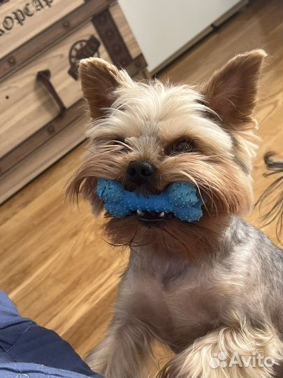 Йоркширский терьер вязка