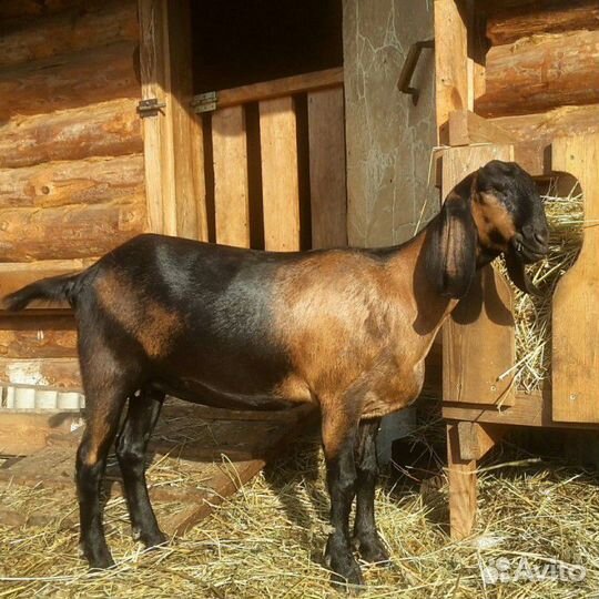 Коза нубийская