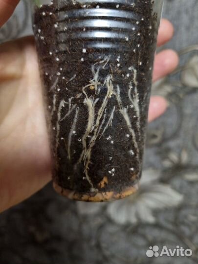 Пеларгония розебудная