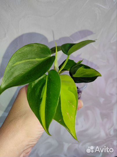 Филодендрон Бразилия